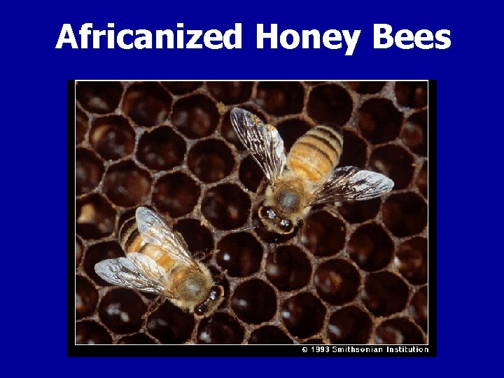 Africanized Honey Bees 