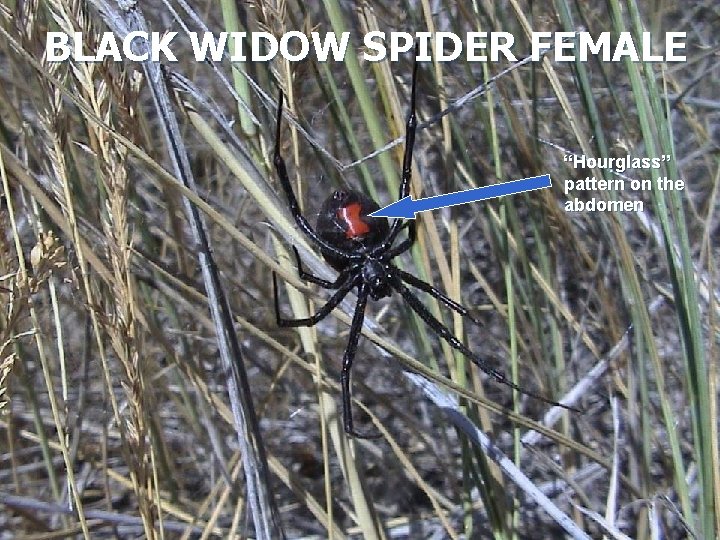 BLACK WIDOW SPIDER FEMALE “Hourglass” pattern on the abdomen 