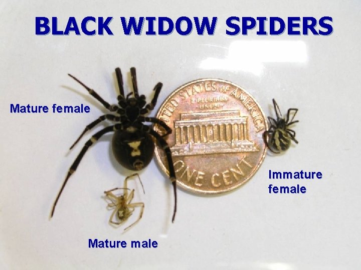 BLACK WIDOW SPIDERS Mature female Immature female Mature male 