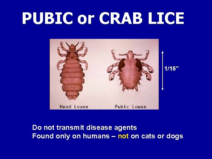 PUBIC or CRAB LICE 1/16” Do not transmit disease agents Found only on humans