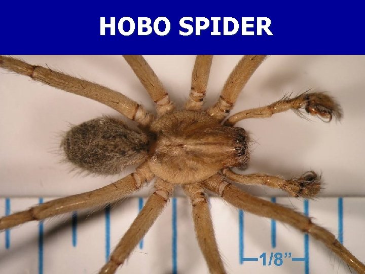 HOBO SPIDER 