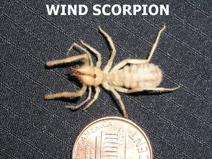 WIND SCORPION 