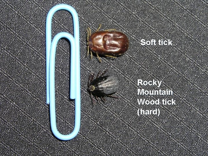 Soft tick Rocky Mountain Wood tick (hard) 