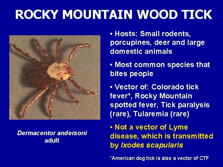 ROCKY MOUNTAIN WOOD TICK • Hosts: Small rodents, porcupines, deer and large domestic animals