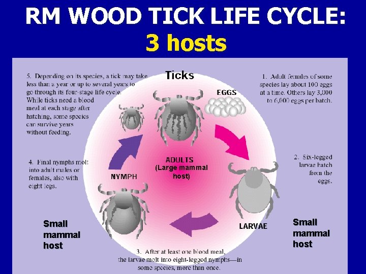RM WOOD TICK LIFE CYCLE: 3 hosts (Large mammal host) Small mammal host 