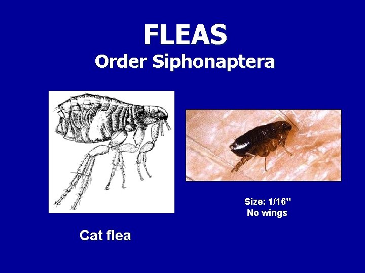 FLEAS Order Siphonaptera Size: 1/16” No wings Cat flea 