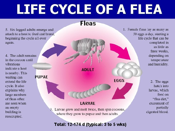 LIFE CYCLE OF A FLEA Total: 12 -174 d (typical: 3 to 5 wks)