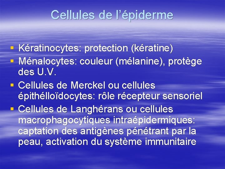Cellules de l’épiderme § Kératinocytes: protection (kératine) § Ménalocytes: couleur (mélanine), protège des U.