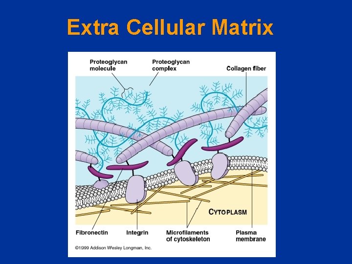 Extra Cellular Matrix 