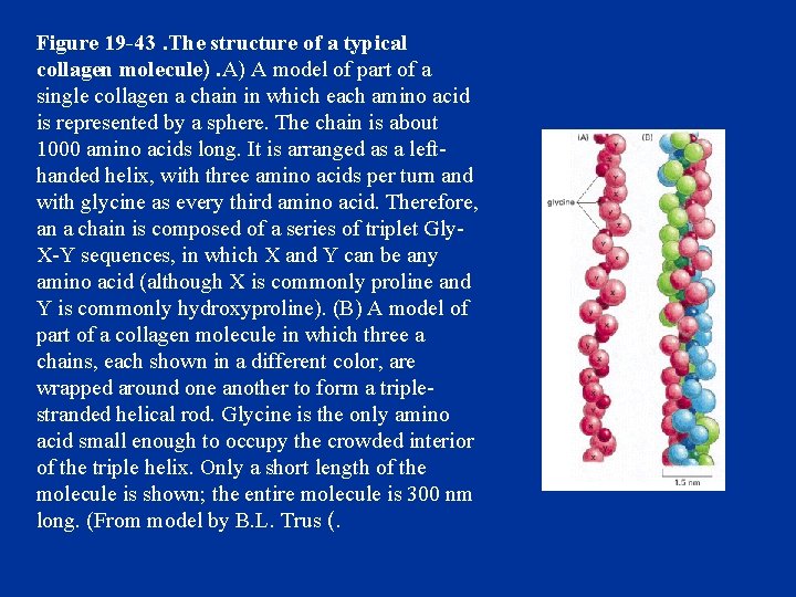 Figure 19 -43. The structure of a typical collagen molecule). A) A model of