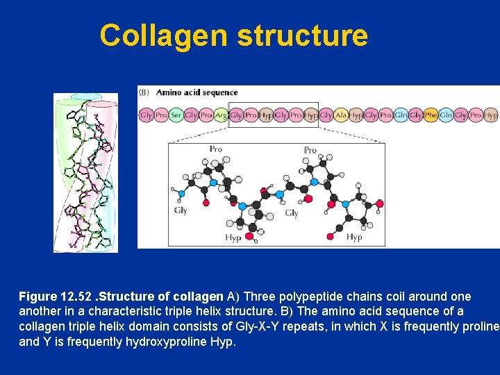 Collagen structure Figure 12. 52. Structure of collagen A) Three polypeptide chains coil around