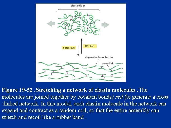 Figure 19 -52. Stretching a network of elastin molecules. The molecules are joined together