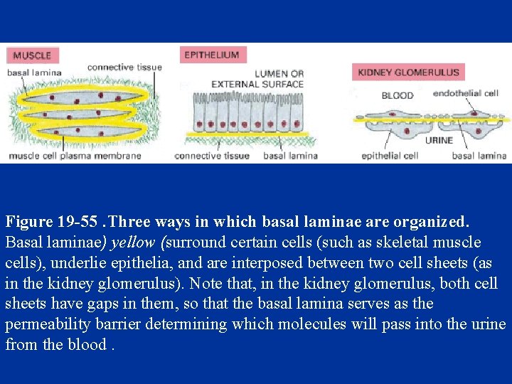 Figure 19 -55. Three ways in which basal laminae are organized. Basal laminae) yellow