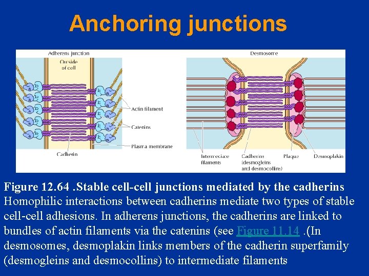 Anchoring junctions Figure 12. 64. Stable cell-cell junctions mediated by the cadherins Homophilic interactions