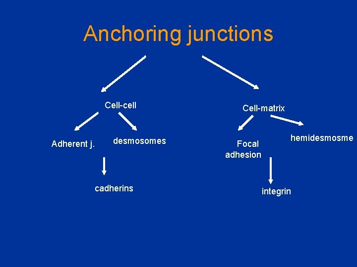 Anchoring junctions Cell-cell Adherent j. desmosomes cadherins Cell-matrix Focal adhesion hemidesmosme integrin 