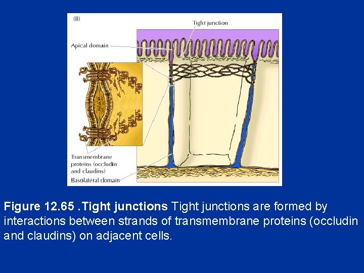  Figure 12. 65. Tight junctions are formed by interactions between strands of transmembrane