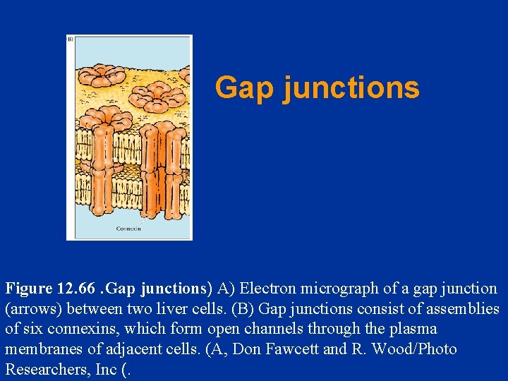  Gap junctions Figure 12. 66. Gap junctions) A) Electron micrograph of a gap