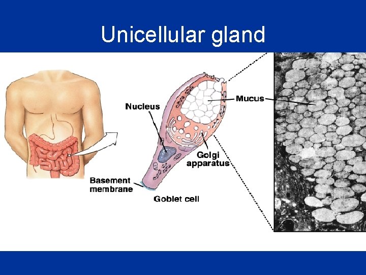 Unicellular gland 