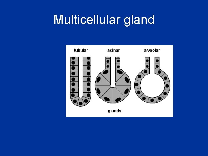 Multicellular gland 