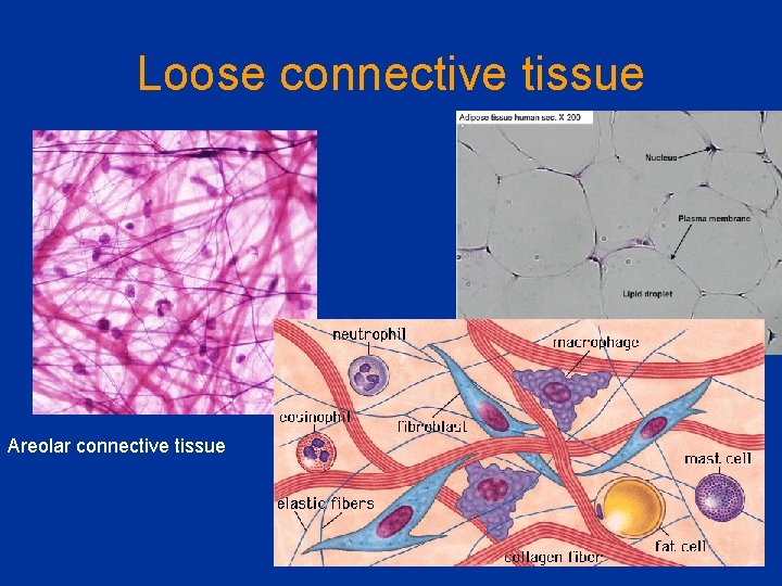 Loose connective tissue Areolar connective tissue 