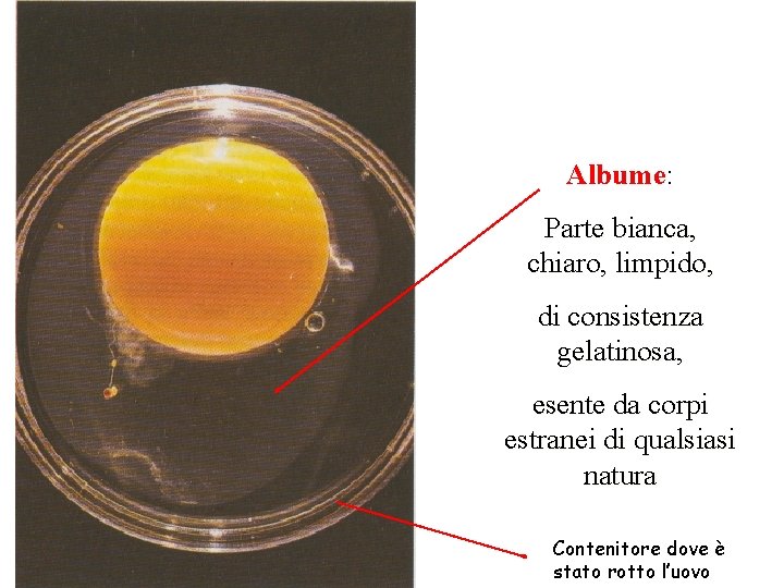 Albume: Parte bianca, chiaro, limpido, di consistenza gelatinosa, esente da corpi estranei di qualsiasi Albume: Parte bianca, chiaro, limpido, di consistenza gelatinosa, esente da corpi estranei di qualsiasi