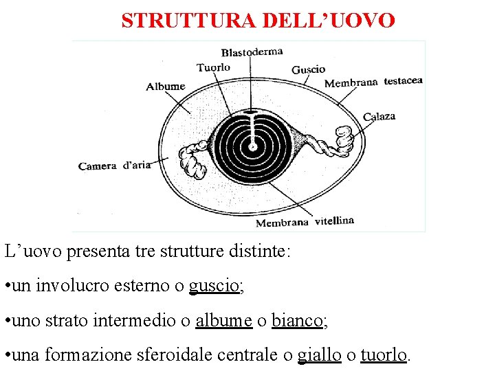 STRUTTURA DELL’UOVO L’uovo presenta tre strutture distinte: • un involucro esterno o guscio; • STRUTTURA DELL’UOVO L’uovo presenta tre strutture distinte: • un involucro esterno o guscio; •