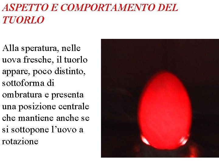 ASPETTO E COMPORTAMENTO DEL TUORLO Alla speratura, nelle uova fresche, il tuorlo appare, poco ASPETTO E COMPORTAMENTO DEL TUORLO Alla speratura, nelle uova fresche, il tuorlo appare, poco