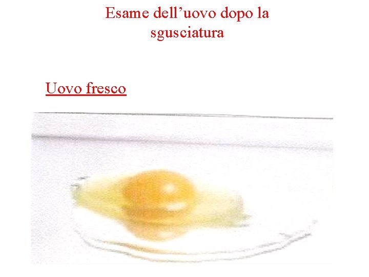 Esame dell’uovo dopo la sgusciatura Uovo fresco Esame dell’uovo dopo la sgusciatura Uovo fresco
