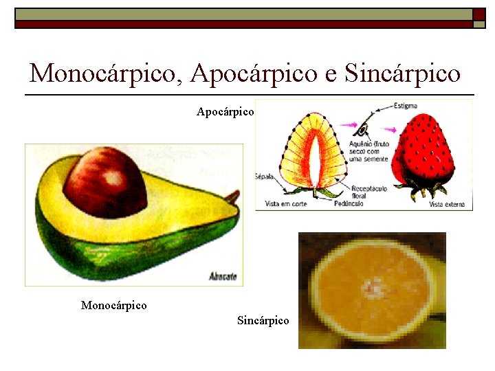 Monocárpico, Apocárpico e Sincárpico Apocárpico Monocárpico Sincárpico 