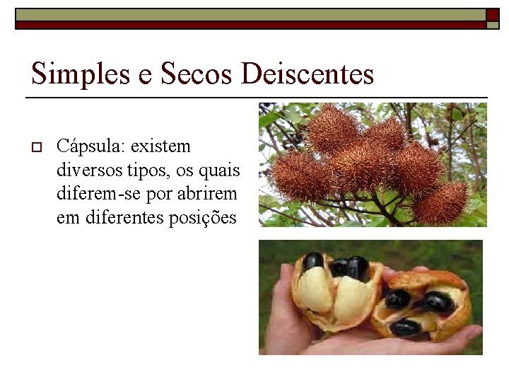 Simples e Secos Deiscentes o Cápsula: existem diversos tipos, os quais diferem-se por abrirem