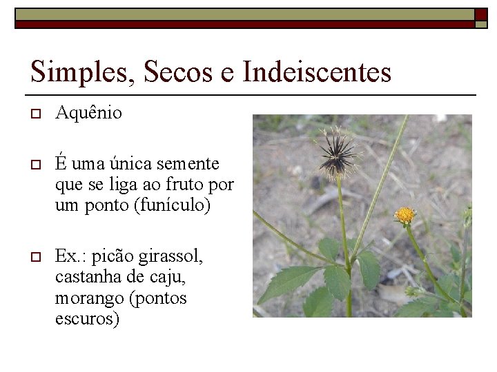 Simples, Secos e Indeiscentes o Aquênio o É uma única semente que se liga