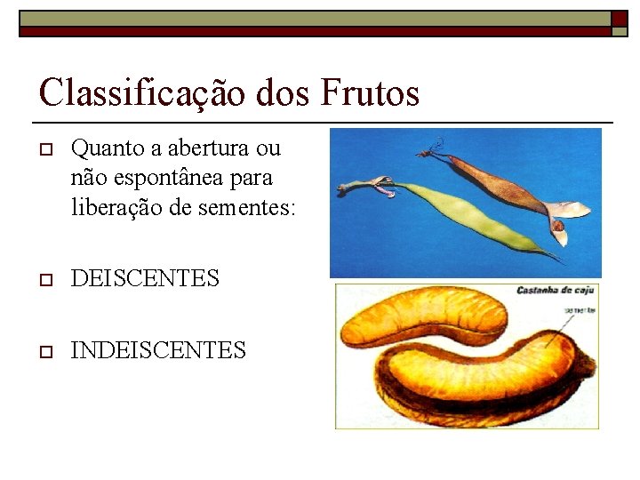 Classificação dos Frutos o Quanto a abertura ou não espontânea para liberação de sementes: