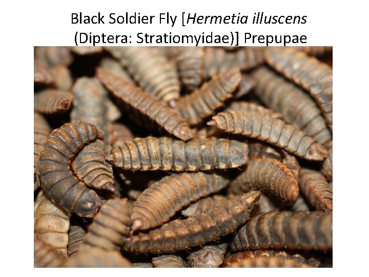 Black Soldier Fly [Hermetia illuscens (Diptera: Stratiomyidae)] Prepupae 