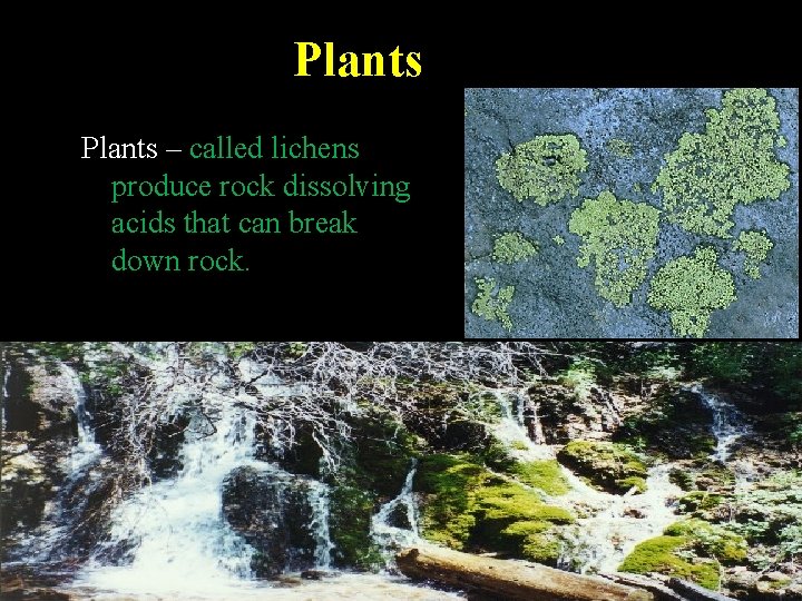 Plants – called lichens produce rock dissolving acids that can break down rock. 