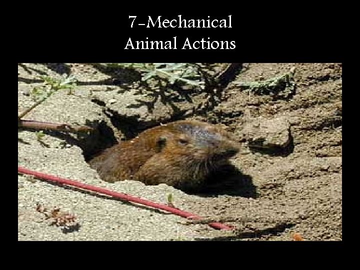 7 -Mechanical Animal Actions 