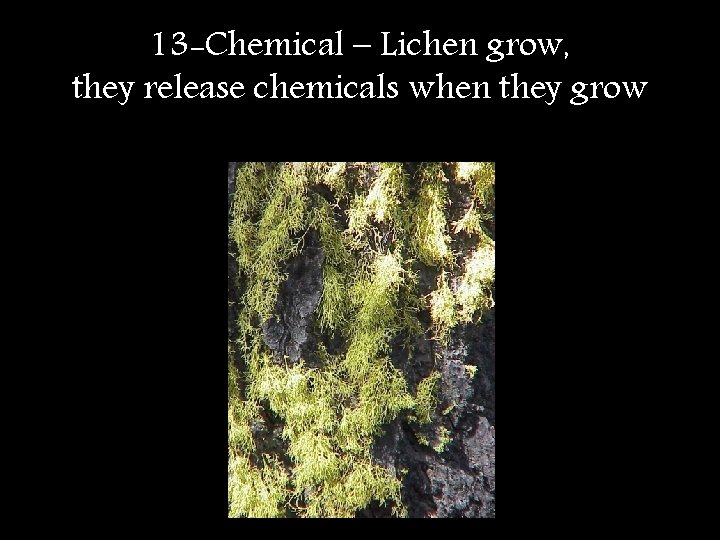 13 -Chemical – Lichen grow, they release chemicals when they grow 