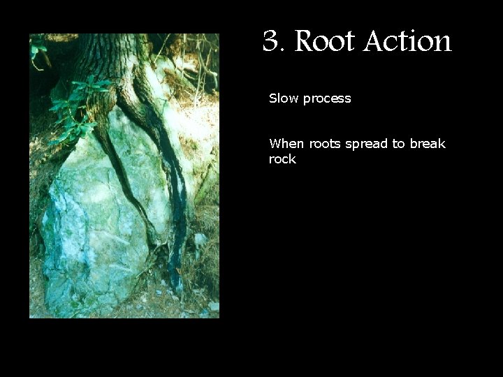 3. Root Action Slow process When roots spread to break rock 