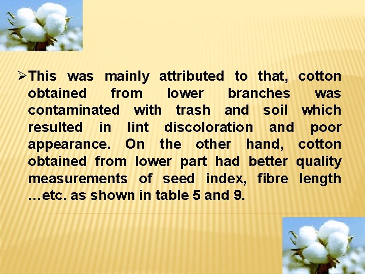 ØThis was mainly attributed to that, cotton obtained from lower branches was contaminated with