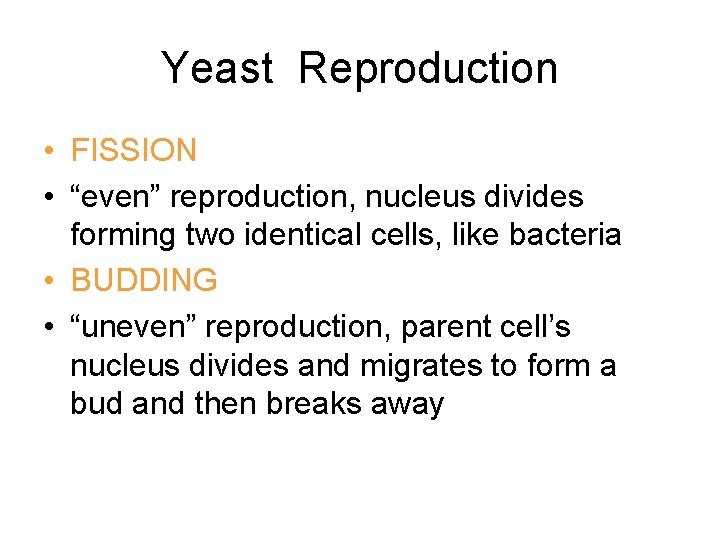 Yeast Reproduction • FISSION • “even” reproduction, nucleus divides forming two identical cells, like