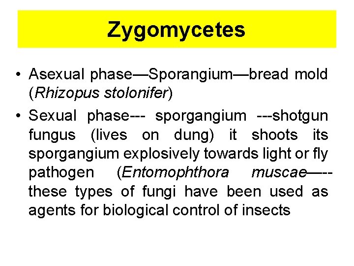 Zygomycetes • Asexual phase—Sporangium—bread mold (Rhizopus stolonifer) • Sexual phase--- sporgangium ---shotgun fungus (lives