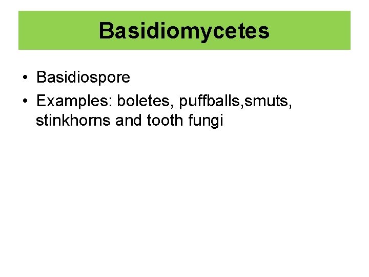 Basidiomycetes • Basidiospore • Examples: boletes, puffballs, smuts, stinkhorns and tooth fungi 