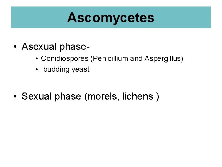 Ascomycetes • Asexual phase • Conidiospores (Penicillium and Aspergillus) • budding yeast • Sexual