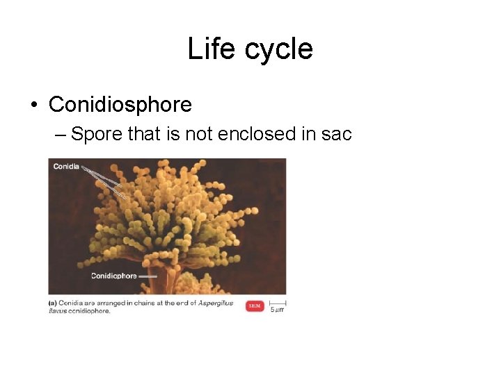 Life cycle • Conidiosphore – Spore that is not enclosed in sac 