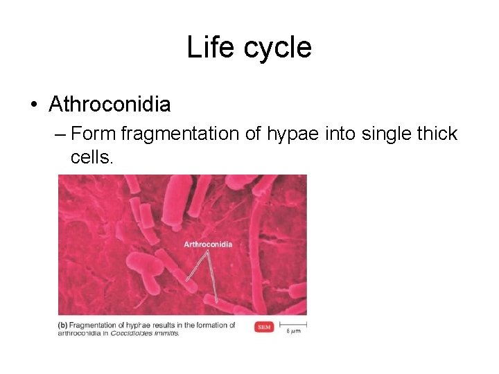 Life cycle • Athroconidia – Form fragmentation of hypae into single thick cells. 