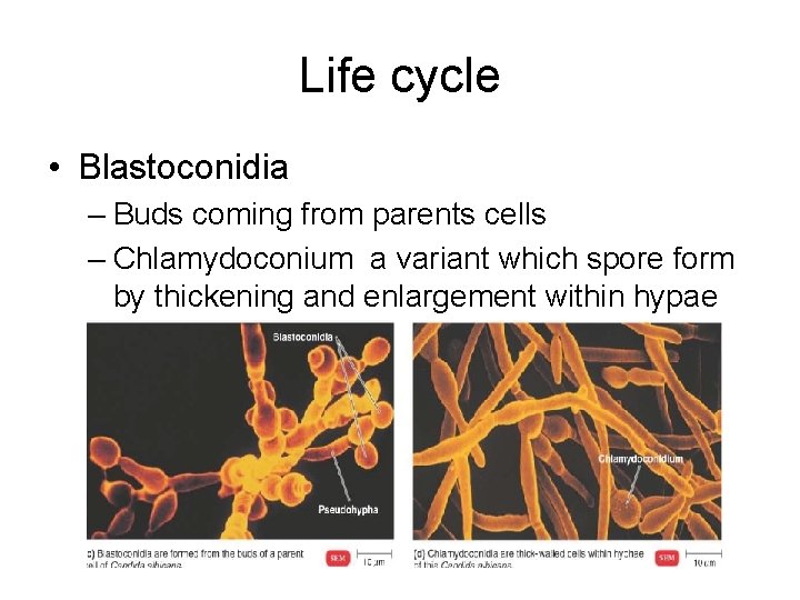 Life cycle • Blastoconidia – Buds coming from parents cells – Chlamydoconium a variant