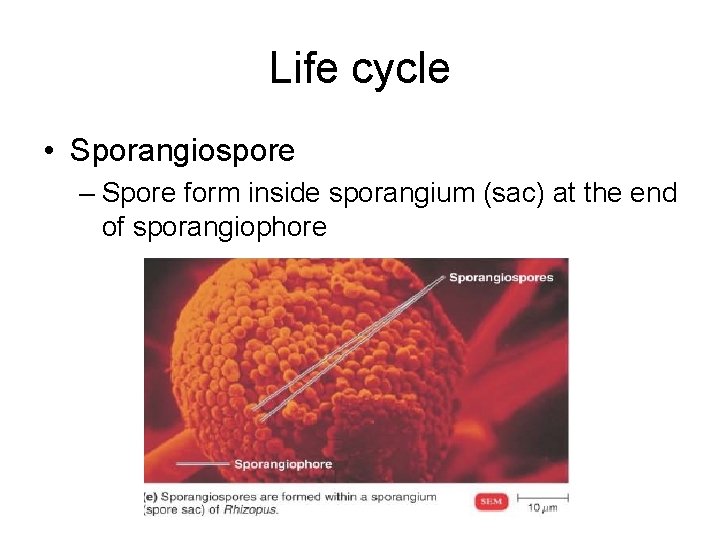 Life cycle • Sporangiospore – Spore form inside sporangium (sac) at the end of