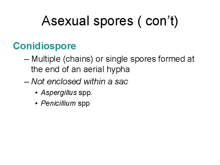 Asexual spores ( con’t) Conidiospore – Multiple (chains) or single spores formed at the