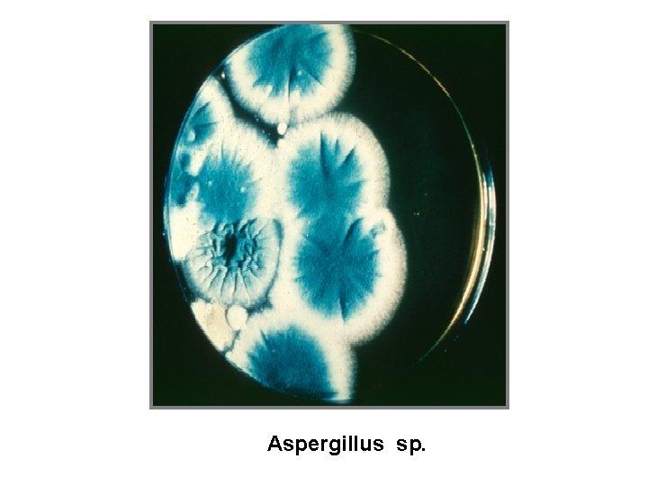 Aspergillus sp. 