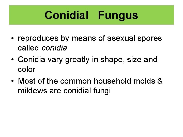 Conidial Fungus • reproduces by means of asexual spores called conidia • Conidia vary