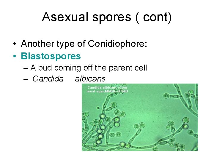 Asexual spores ( cont) • Another type of Conidiophore: • Blastospores – A bud